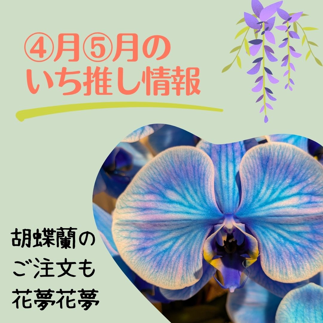 胡蝶蘭